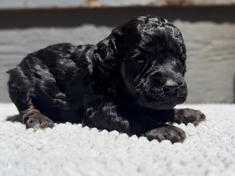 AKC, Clear, Independence. – Poodle - Miniature  puppy for sale in Pocola, OK