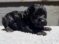 AKC, Clear, Independence., a female Poodle - Miniature  for sale in Pocola, OK – 1 of 7