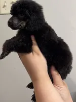 Scouty, a male Poodle - Miniature  for sale in Pocola, OK – 7 of 8