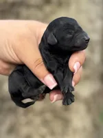 AKC Cypress, a male Poodle - Toy  for sale in Arkoma, OK – Photo 4 of 4