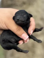 AKC Cypress, a male Poodle - Toy  for sale in Arkoma, OK – Photo 2 of 4