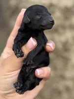 AKC Cypress, a male Poodle - Toy  for sale in Arkoma, OK – Photo 3 of 4