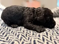 FREEDOM, a male Poodle - Miniature  for sale in Pocola, OK – 4 of 10