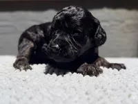 AKC, Clear, Independence., a female Poodle - Miniature  for sale in Pocola, OK – 3 of 7