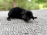 AKC Clear Valor, a male Poodle - Miniature  for sale in Pocola, OK – 6 of 9