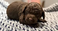 LIBERTY, a female Poodle - Miniature  for sale in Pocola, OK – 7 of 7