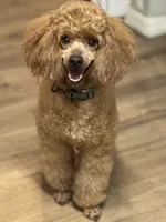 Thomas, a male Poodle - Miniature  for sale in Pocola, OK – 2 of 7