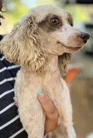 AKC, 1 Copy DM. , a female Poodle - Miniature  for sale in Pocola, OK – 2 of 3
