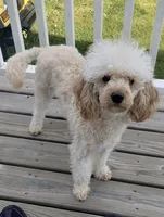 AKC Blossom, a female Poodle - Miniature  for sale in Pocola, OK – 1 of 2