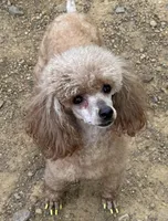 AKC Tilly, a female Poodle - Toy  for sale in Pocola, OK – Photo 2 of 5