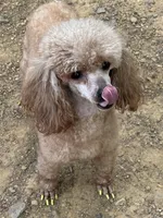 AKC Tilly, a female Poodle - Toy  for sale in Pocola, OK – Photo 3 of 5