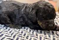 VALOR, a male Poodle - Miniature  for sale in Pocola, OK – 5 of 6