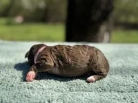 AKC Orange Blossom, a female Poodle - Miniature  for sale in Arkoma, OK – Photo 6 of 8