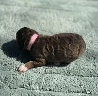 AKC Orange Blossom, a female Poodle - Miniature  for sale in Arkoma, OK – Photo 8 of 8