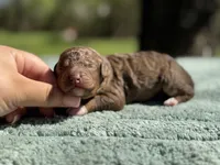 AKC Orange Blossom, a female Poodle - Miniature  for sale in Arkoma, OK – Photo 3 of 8