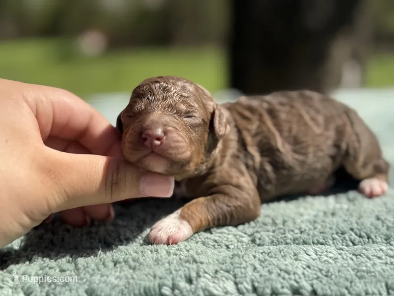 AKC Orange Blossom – Poodle - Miniature  puppy for sale in Arkoma, OK