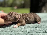 AKC Orange Blossom, a female Poodle - Miniature  for sale in Arkoma, OK – Photo 2 of 8