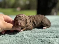 AKC Orange Blossom, a female Poodle - Miniature  for sale in Arkoma, OK – Photo 4 of 8