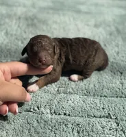 AKC Orange Blossom, a female Poodle - Miniature  for sale in Arkoma, OK – Photo 5 of 8