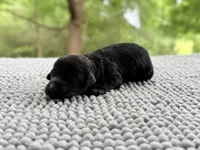 AKC Clear Freedom, a male Poodle - Miniature  for sale in Pocola, OK – 7 of 7