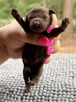 AKC Clear Liberty, a female Poodle - Miniature  for sale in Pocola, OK – 4 of 8