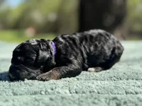 AKC Raspberry Tart, a female Poodle - Miniature  for sale in Arkoma, OK – Photo 2 of 6