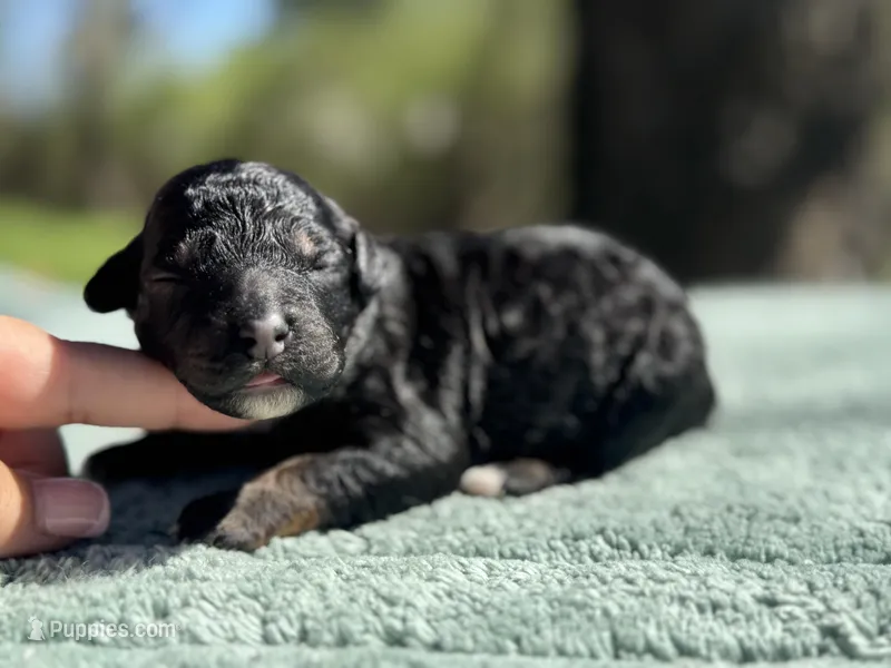 AKC Raspberry Tart – Poodle - Miniature  puppy for sale in Arkoma, OK