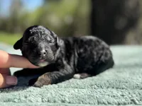 AKC Raspberry Tart, a female Poodle - Miniature  for sale in Arkoma, OK – Photo 1 of 6