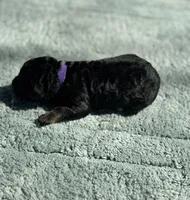 AKC Raspberry Tart, a female Poodle - Miniature  for sale in Arkoma, OK – Photo 5 of 6