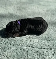 AKC Raspberry Tart, a female Poodle - Miniature  for sale in Arkoma, OK – Photo 4 of 6