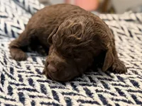 LIBERTY, a female Poodle - Miniature  for sale in Pocola, OK – 4 of 7