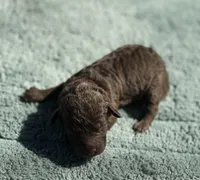 AKC Berrykin Bloom, a male Poodle - Miniature  for sale in Arkoma, OK – Photo 2 of 5