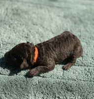 AKC Berrykin Bloom, a male Poodle - Miniature  for sale in Arkoma, OK – Photo 4 of 5