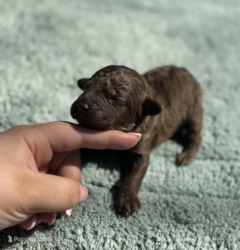 AKC Berrykin Bloom – Poodle - Miniature  puppy for sale in Arkoma, OK