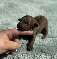 AKC Berrykin Bloom, a male Poodle - Miniature  for sale in Arkoma, OK – Photo 1 of 5