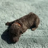 AKC Berrykin Bloom, a male Poodle - Miniature  for sale in Arkoma, OK – Photo 3 of 5