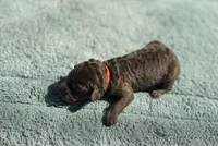 AKC Berrykin Bloom, a male Poodle - Miniature  for sale in Arkoma, OK – Photo 5 of 5