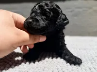 AKC, Clear, Freedom, a male Poodle - Miniature  for sale in Pocola, OK – 3 of 7
