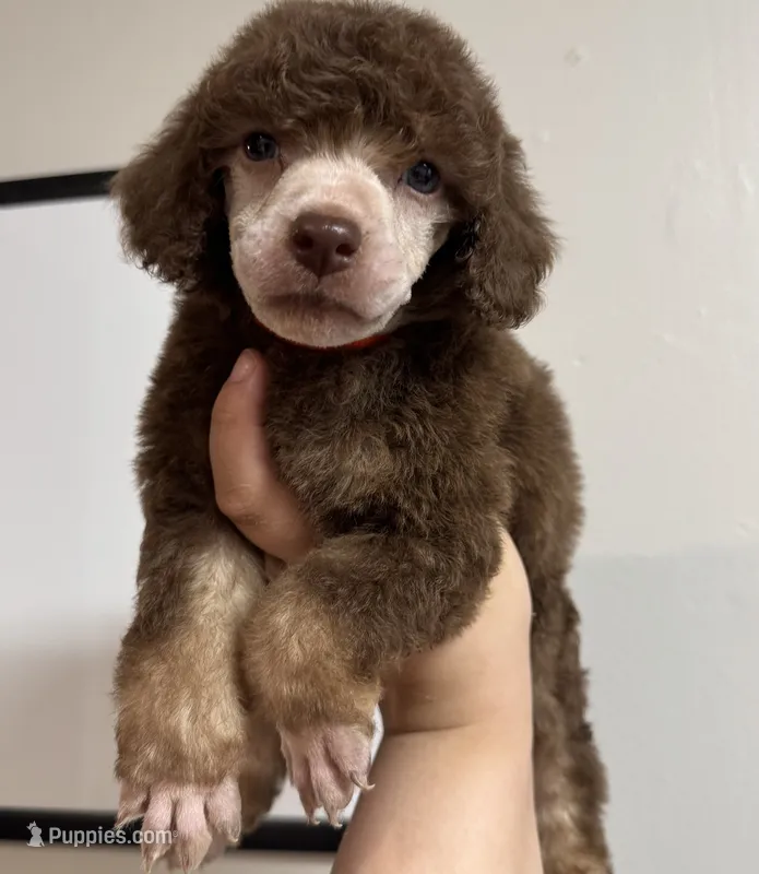Berrykin Bloom – Poodle - Miniature  puppy for sale in Pocola, OK