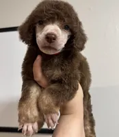 Berrykin Bloom, a male Poodle - Miniature  for sale in Pocola, OK – 1 of 7