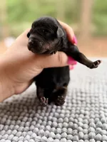 AKC Clear Valor, a male Poodle - Miniature  for sale in Pocola, OK – 7 of 9