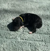 AKC Peppermint Fizz, a female Poodle - Miniature  for sale in Arkoma, OK – Photo 7 of 8