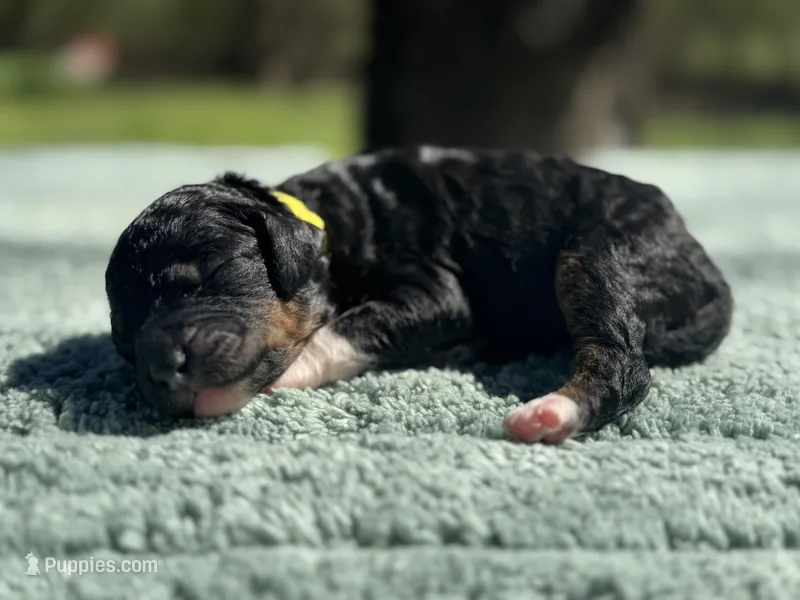 AKC Peppermint Fizz – Poodle - Miniature  puppy for sale in Arkoma, OK