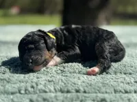 AKC Peppermint Fizz, a female Poodle - Miniature  for sale in Arkoma, OK – Photo 1 of 8