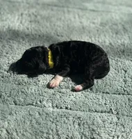 AKC Peppermint Fizz, a female Poodle - Miniature  for sale in Arkoma, OK – Photo 8 of 8