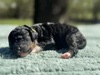 AKC Peppermint Fizz, a female Poodle - Miniature  for sale in Arkoma, OK – Photo 2 of 8
