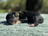 AKC Peppermint Fizz, a female Poodle - Miniature  for sale in Arkoma, OK – Photo 3 of 8