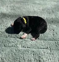 AKC Peppermint Fizz, a female Poodle - Miniature  for sale in Arkoma, OK – Photo 6 of 8