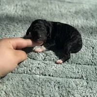 AKC Peppermint Fizz, a female Poodle - Miniature  for sale in Arkoma, OK – Photo 4 of 8