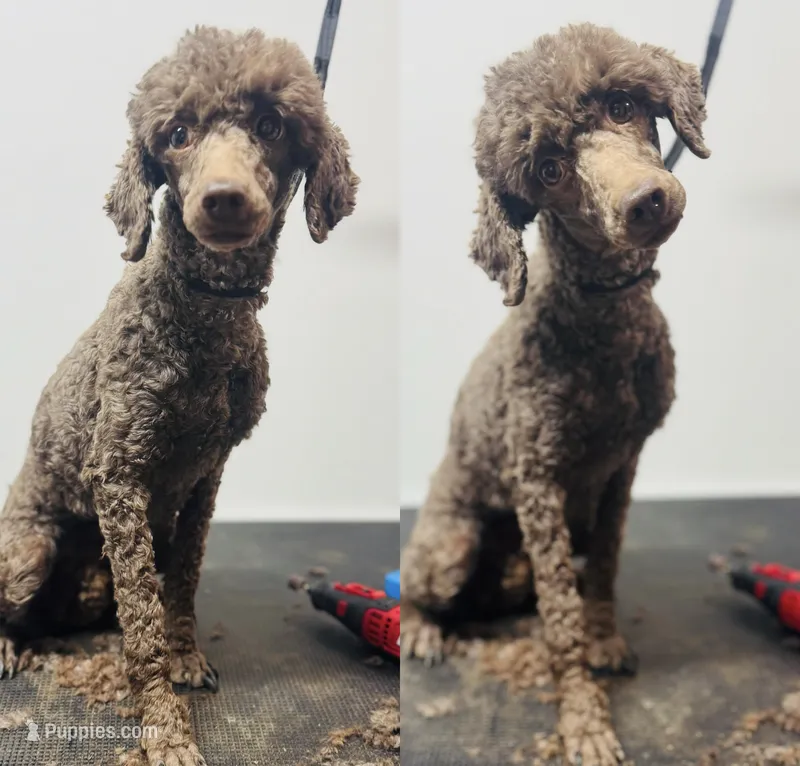 Nixie – Poodle - Miniature  puppy for sale in Pocola, OK
